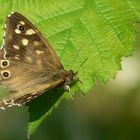 Speckled Wood Butterfly