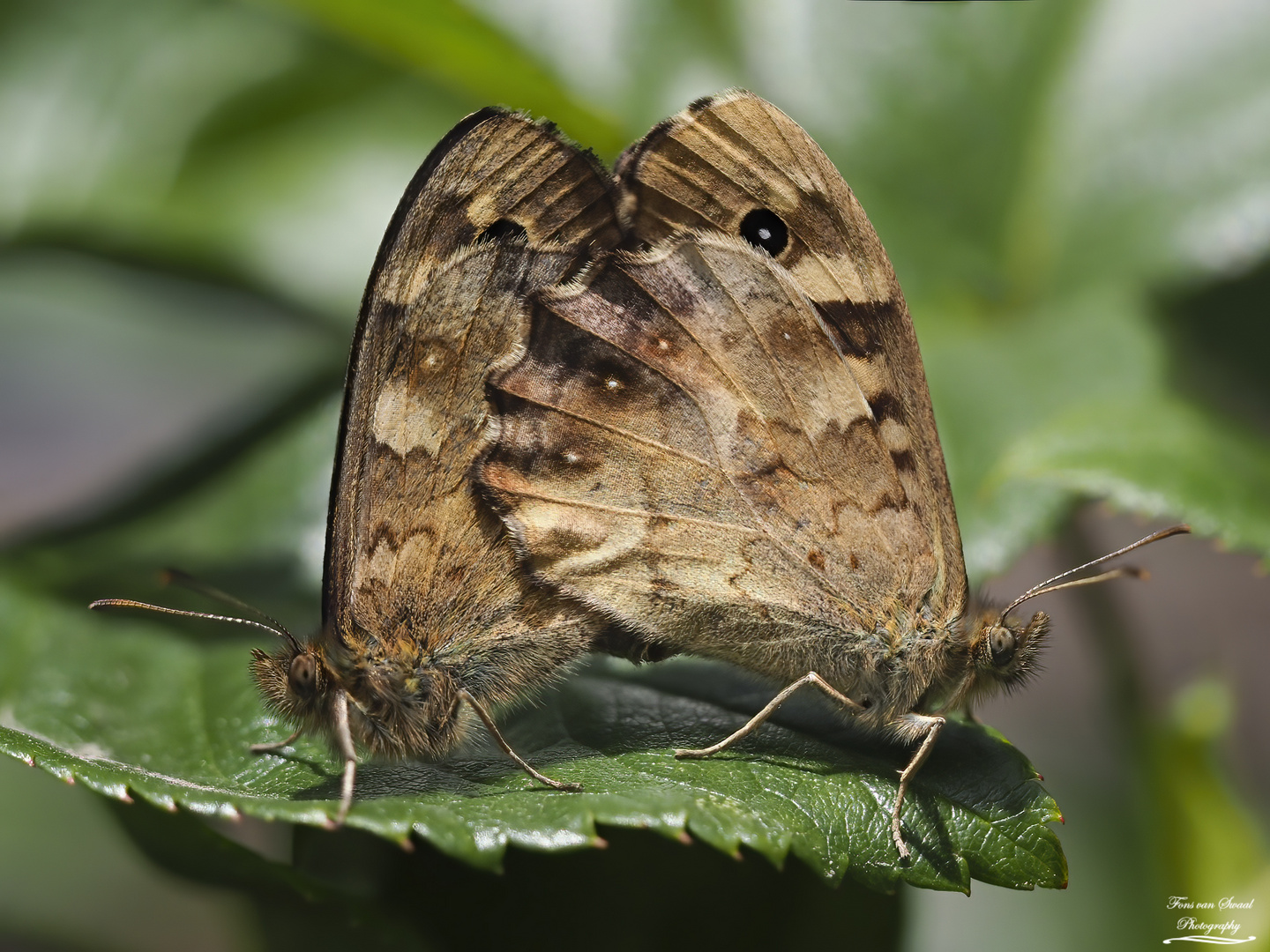 Speckled Wood butterfly mating..