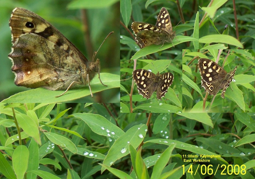 Speckled Wood Butterfly  ( Parage eageria )