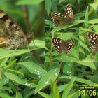 Speckled Wood Butterfly  ( Parage eageria )