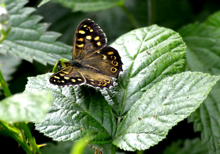 Speckled Wood ( Gesprenkelter Holzschmetterling )