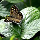 Speckled Wood ( Gesprenkelter Holzschmetterling )