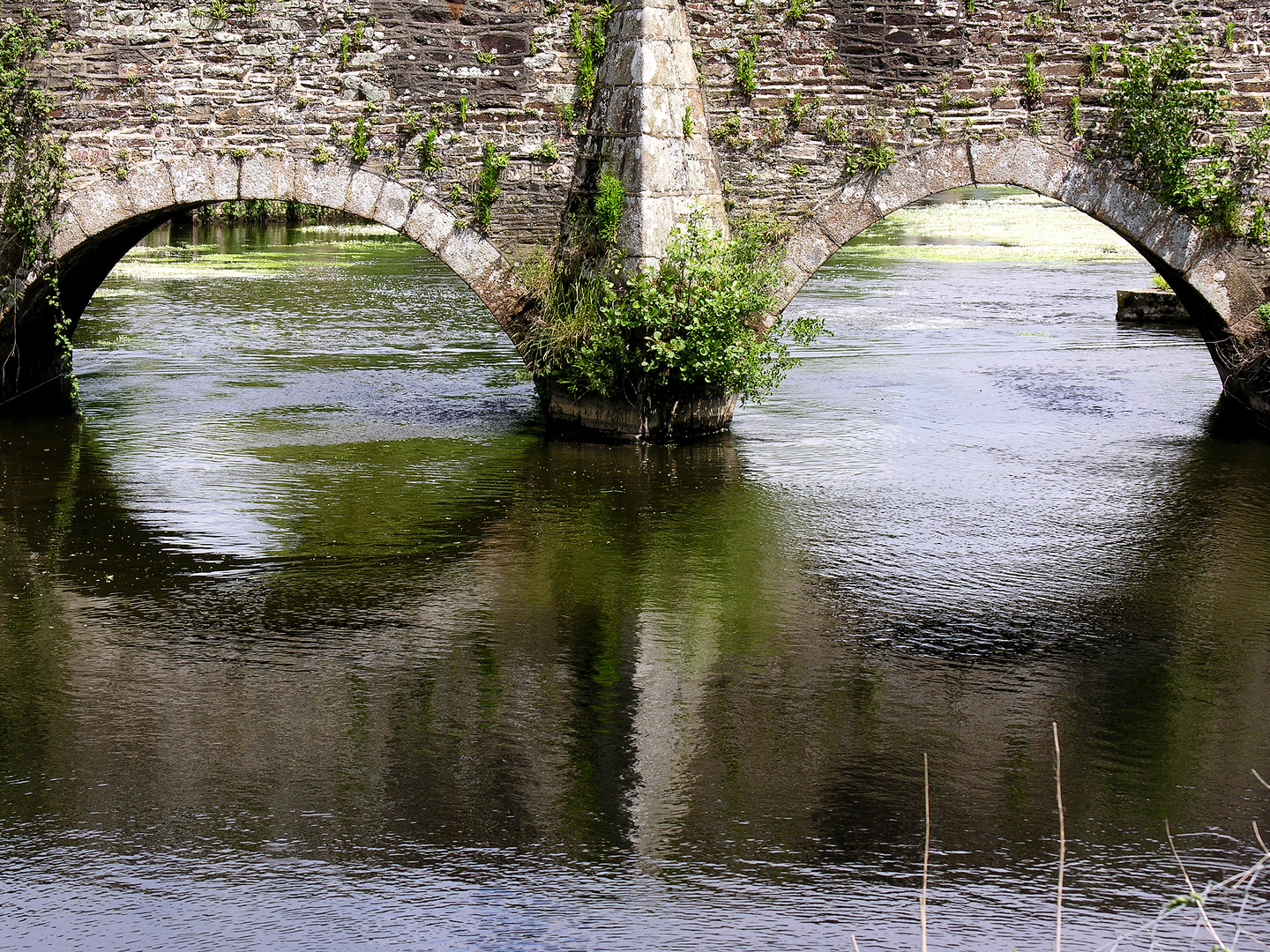 Spectacle-Bridge