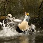 Spectacled Eider