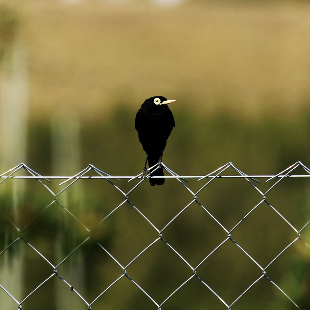 Spectacled Tyrant