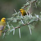 Spectacled weaver ,Männchen