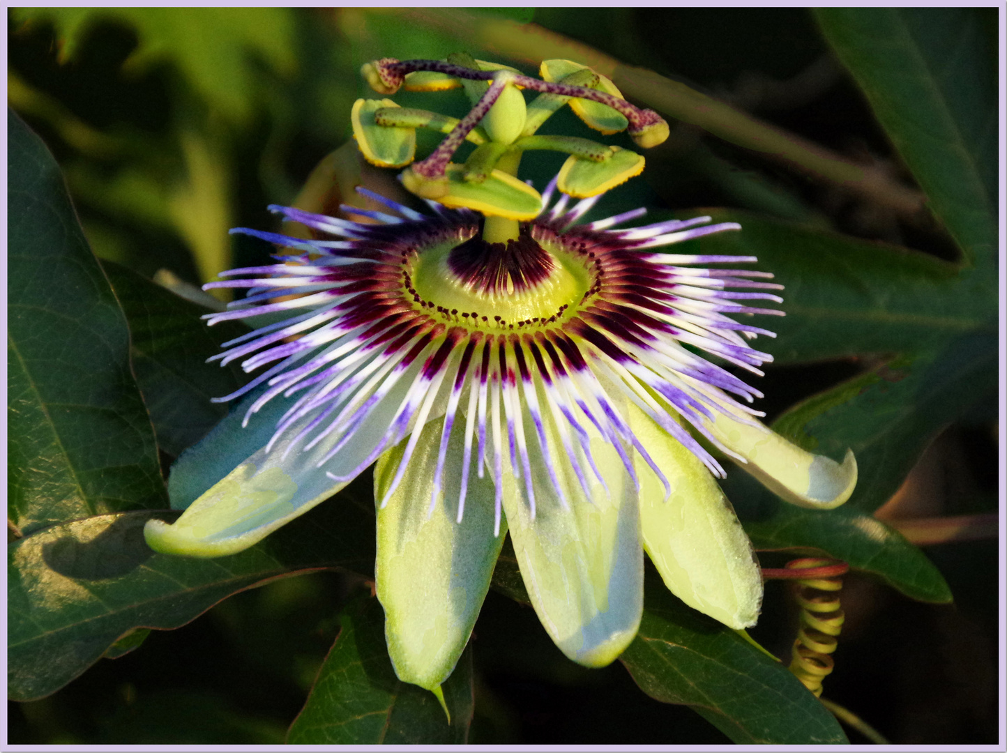 spectaculaire fleur de la passion ( passiflora)...