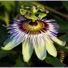 spectaculaire fleur de la passion ( passiflora)...