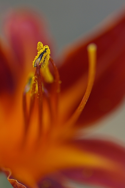 Speech of flowers