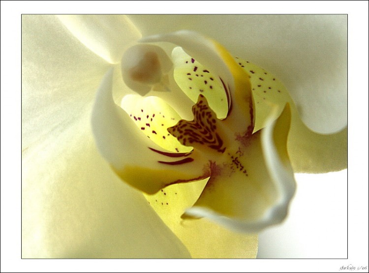 ...speech of orchidea...