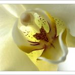 ...speech of orchidea...