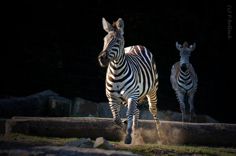 Speed and Stripes