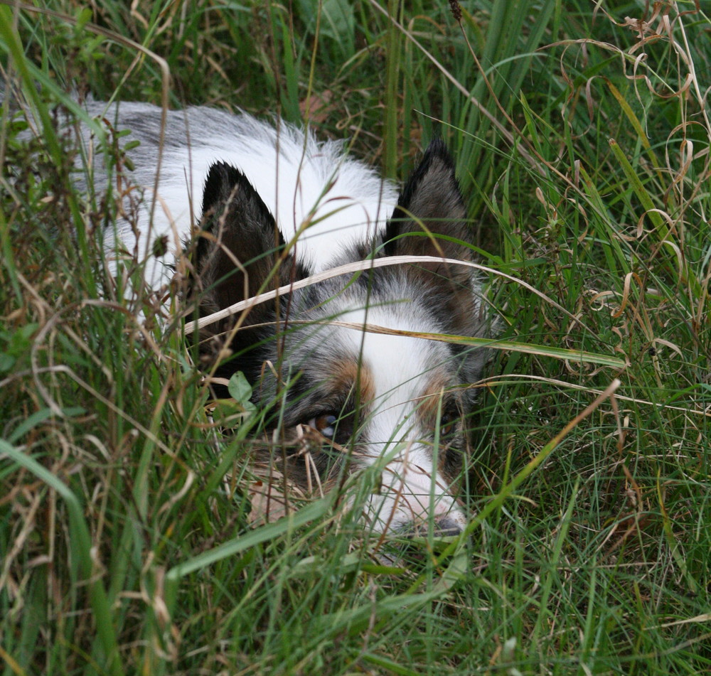 -Speed auf der Lauer -