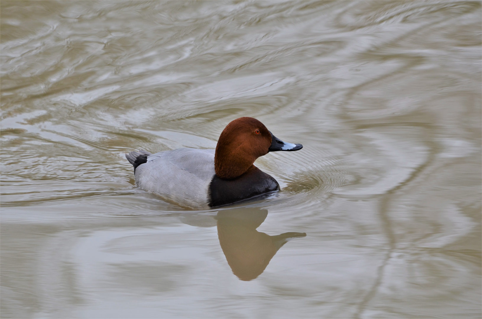 speed canard