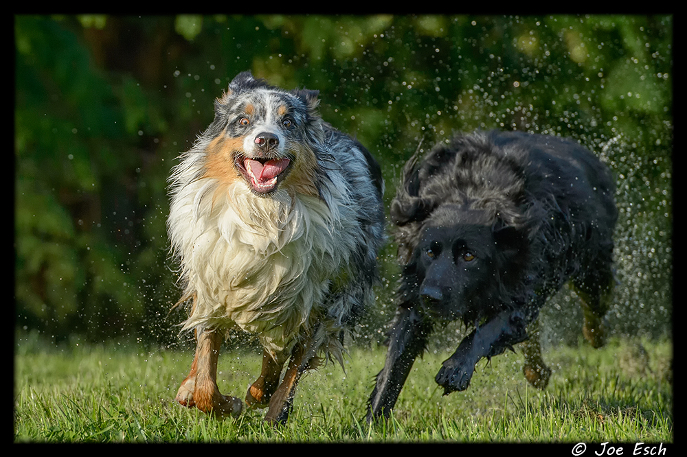 Dating hunde