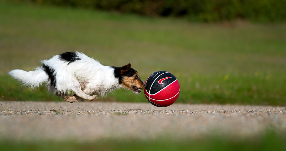 Speed DogBall