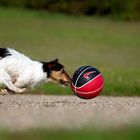 Speed DogBall