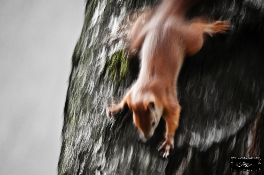 Speed-Eichhörnchen