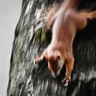 Speed-Eichhörnchen