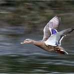 Speed-Ente im Tiefflug