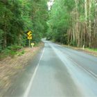 * Speed / Great Ocean Rd at Lavers Hill *