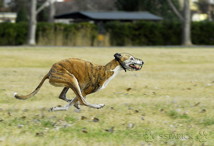 Speed - Greyhound, reloaded