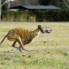 Speed - Greyhound, reloaded