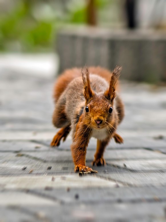 "Speed-Hörnchen"