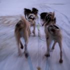 Speed - Huskys bei der Arbeit