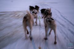 Speed - Huskys bei der Arbeit