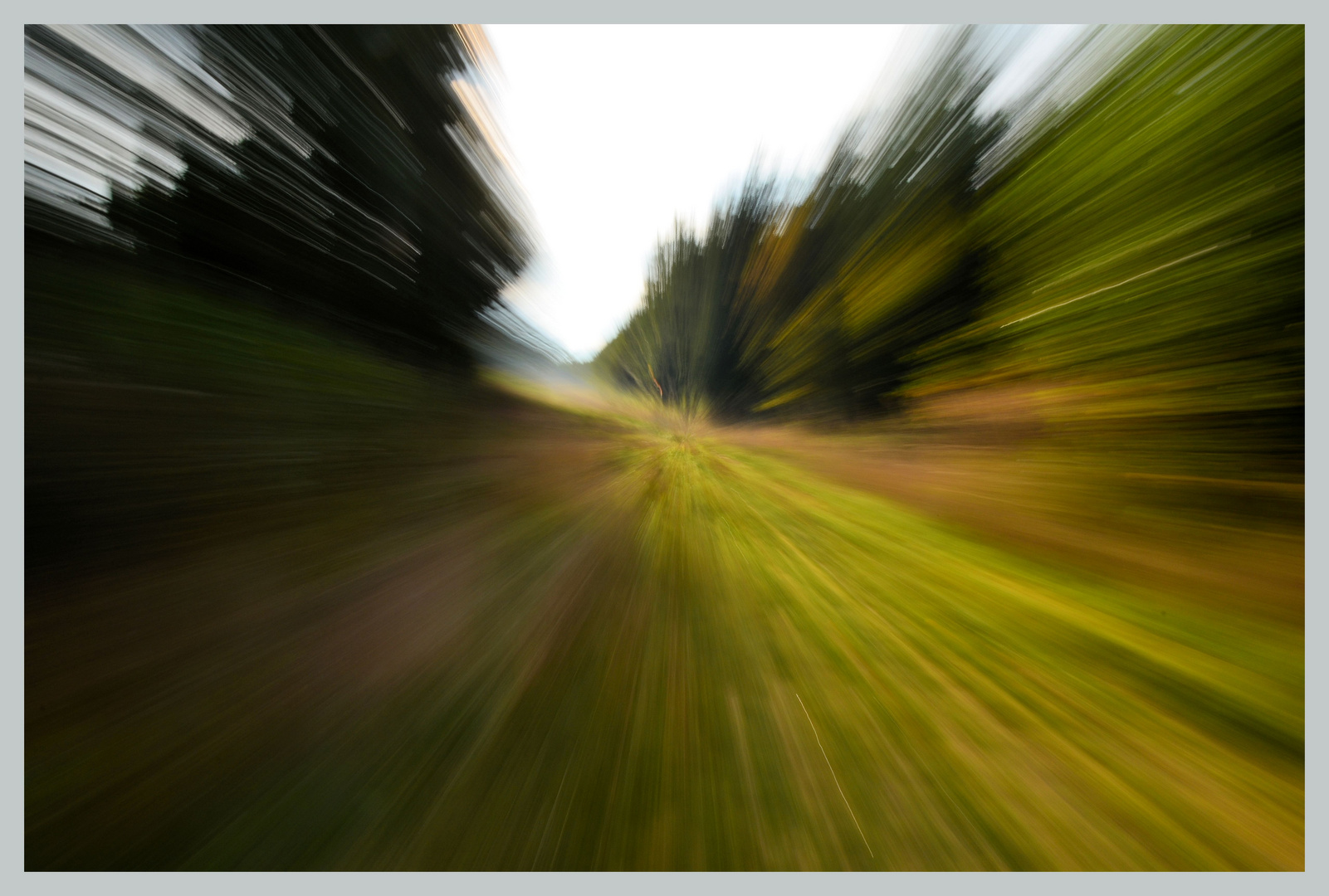 Speed im Wald 1