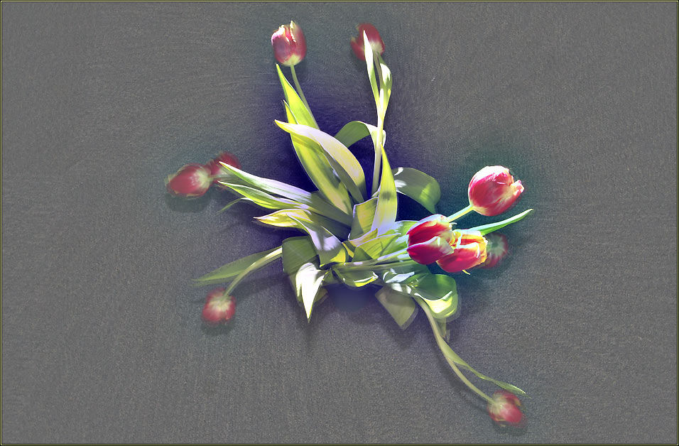 "speed-tulpen"