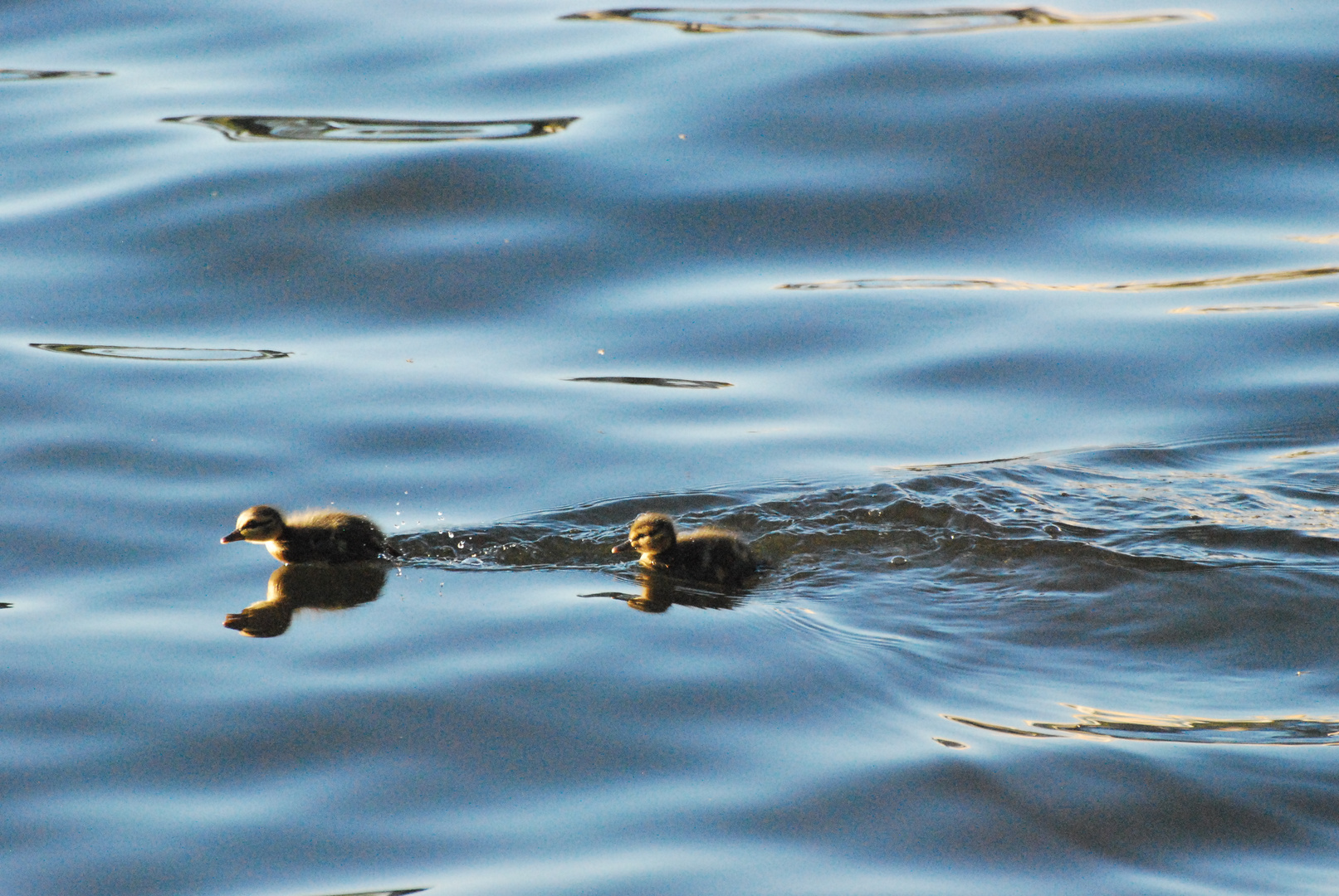 Speedboat in Training