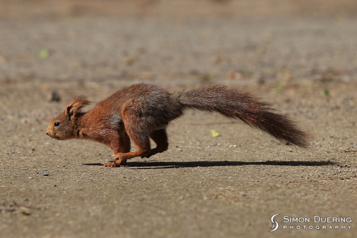 Speedhörnchen