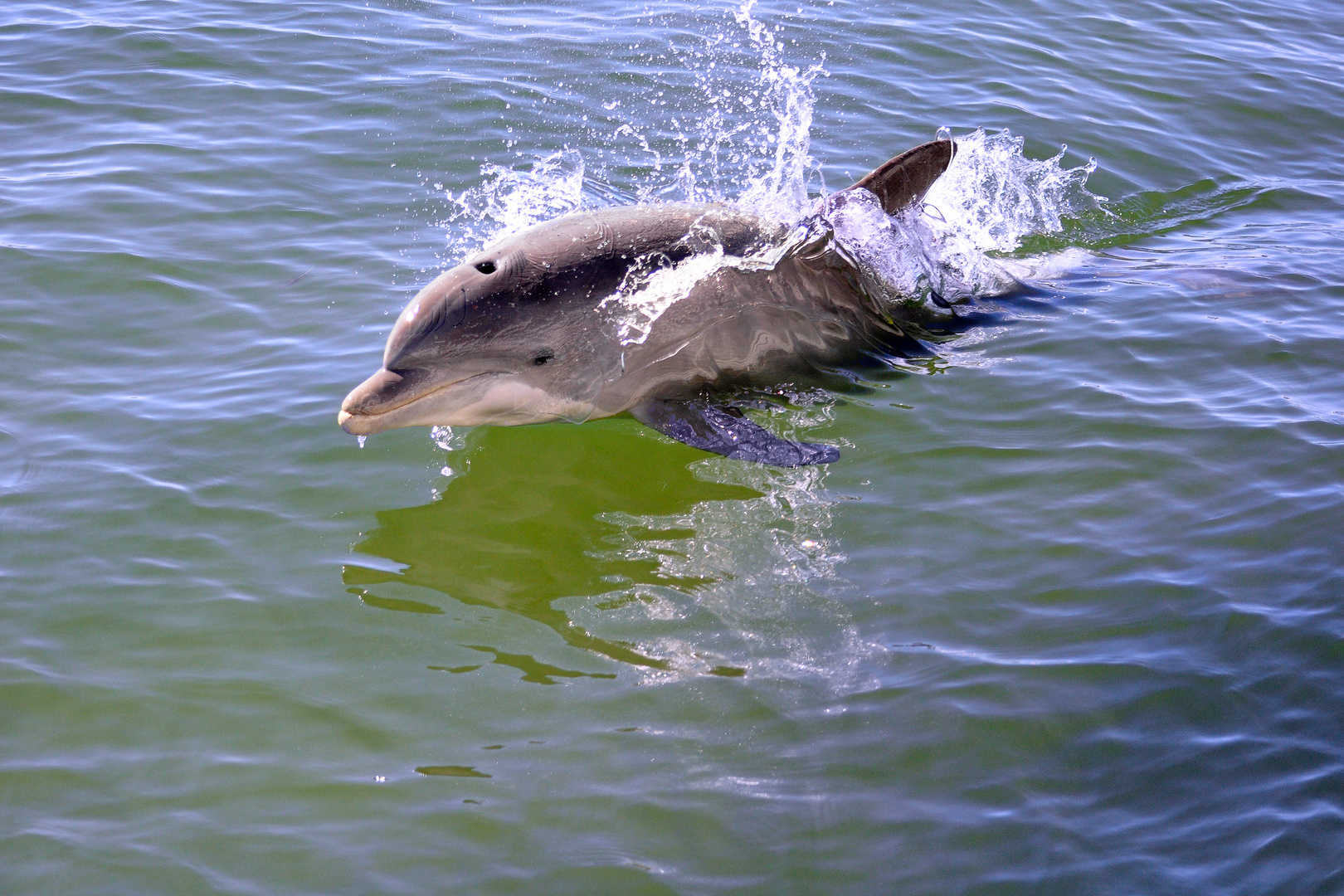 Speeding dolphin