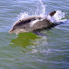 Speeding dolphin