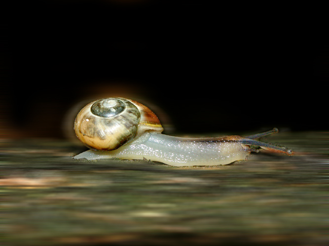 Speedsnail