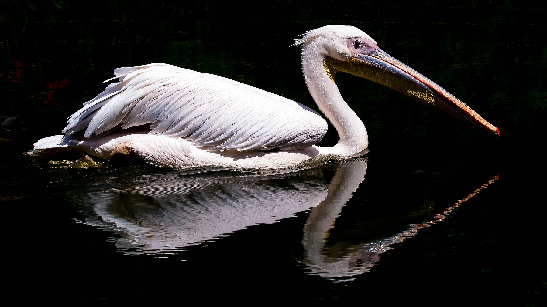 Speedy Foto & Bild tiere, zoo, wildpark & falknerei, vögel Bilder auf
