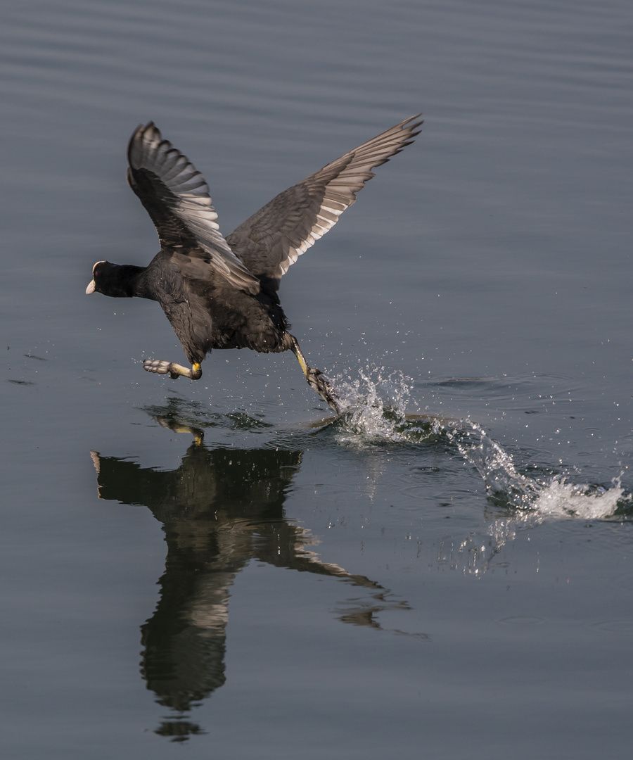 Speedy Foto & Bild nature, outdoor, natur Bilder auf
