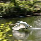 Speedy auf dem Wasser