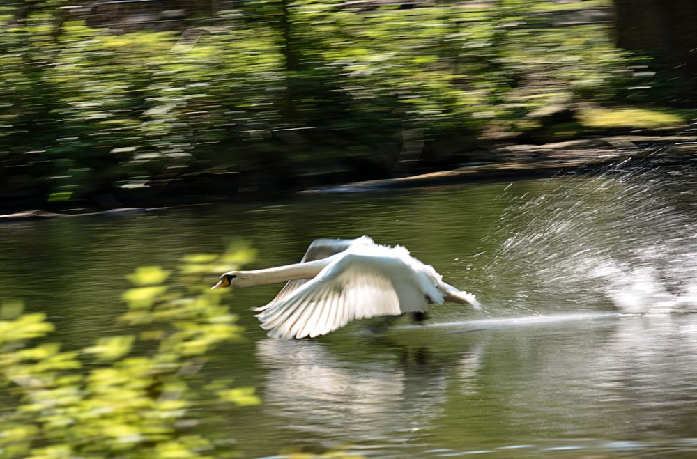 Speedy auf dem Wasser