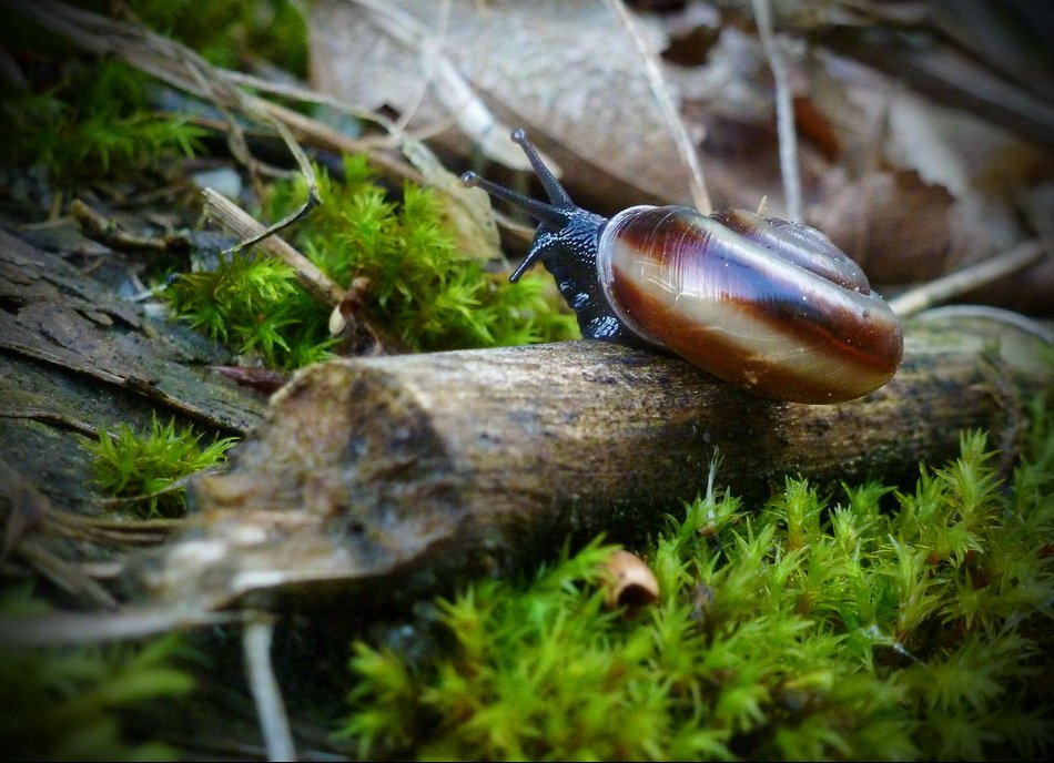 Speedy photo & image animals, wildlife, snails & shellfish images at