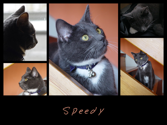 Speedy best of