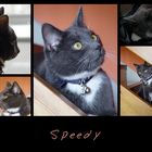 Speedy best of