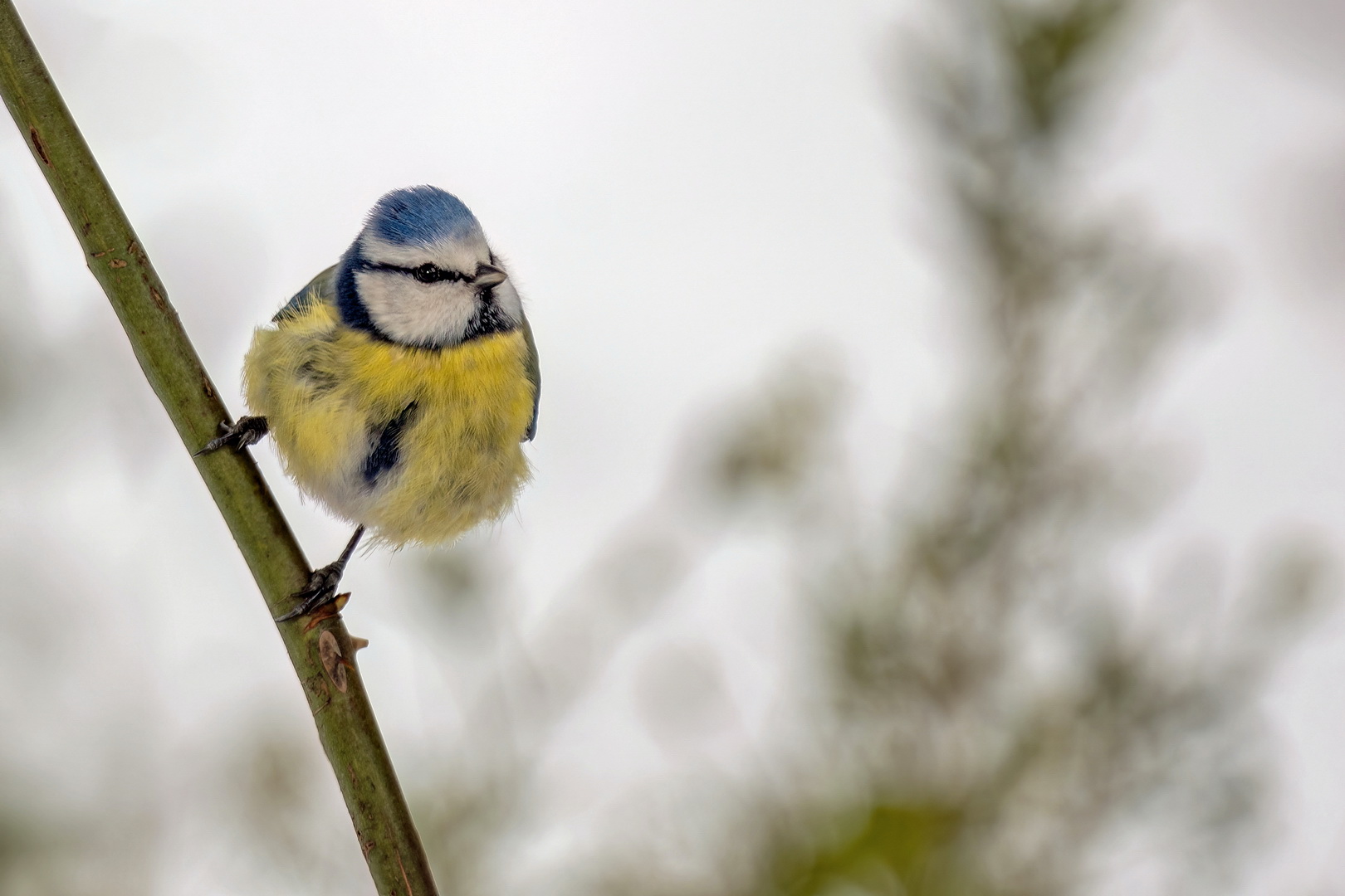 Speedy-Blue-Cap