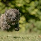 SPEEDY Cairn Terrier CATO.... 