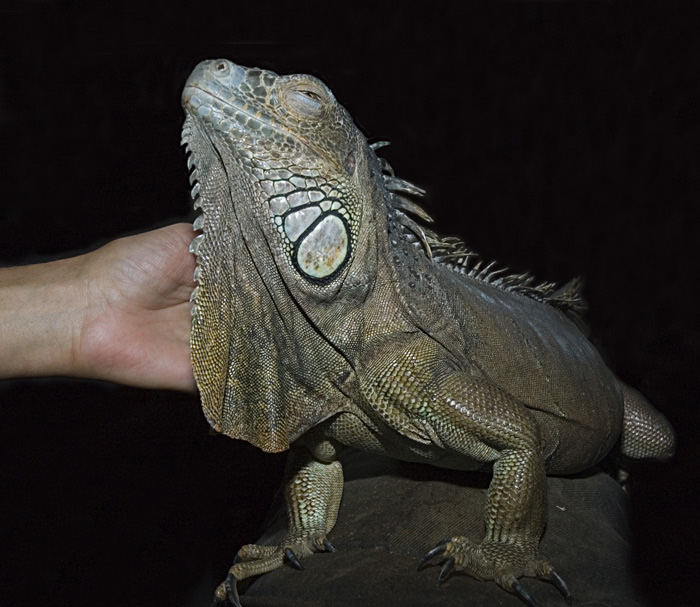 Speedy - das "Kuschelmonster"