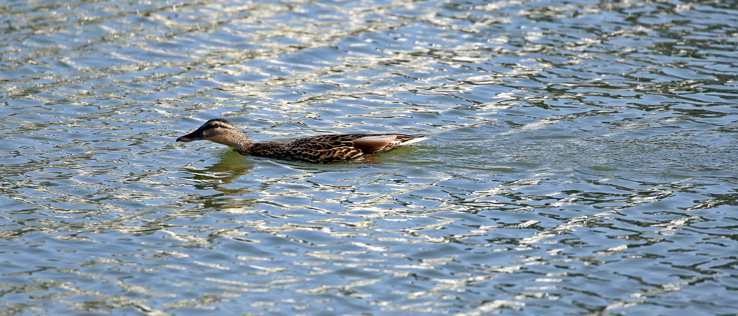 Speedy, die Turbo-Ente