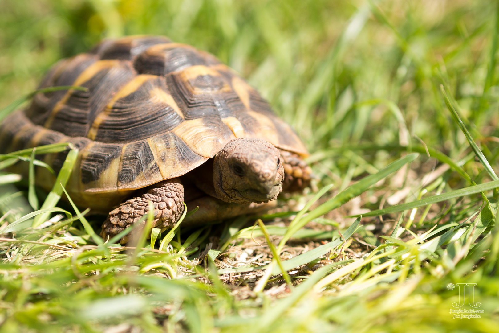 Speedy erobert den Garten