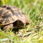 Speedy erobert den Garten